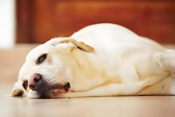 狗狗吐黄水带泡沫怎么处理，要及时给狗狗止吐