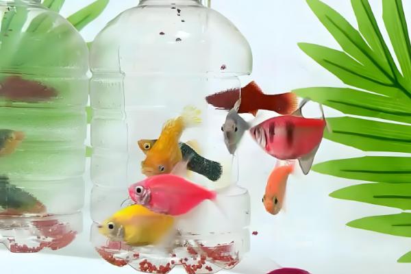 小鱼吃不吃馒头，小鱼能吃馒头