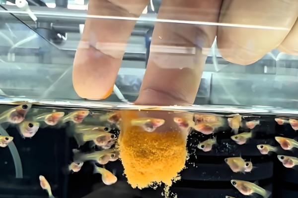 小鱼吃不吃馒头，小鱼能吃馒头