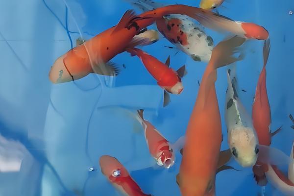 小鱼吃不吃馒头，小鱼能吃馒头