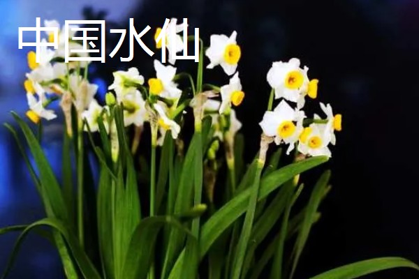 水仙花的花语，代表吉祥如意、思念想念等含义