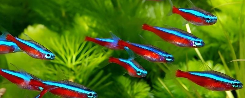 红绿灯鱼能和什么鱼一起养，推荐宝莲灯鱼、月光鱼等