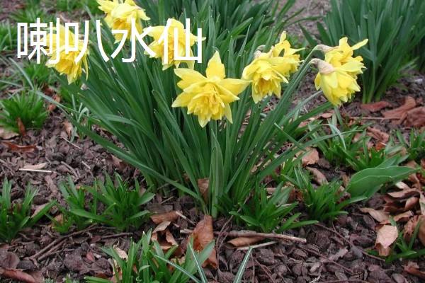 水仙花的花语，代表吉祥如意、思念想念等含义