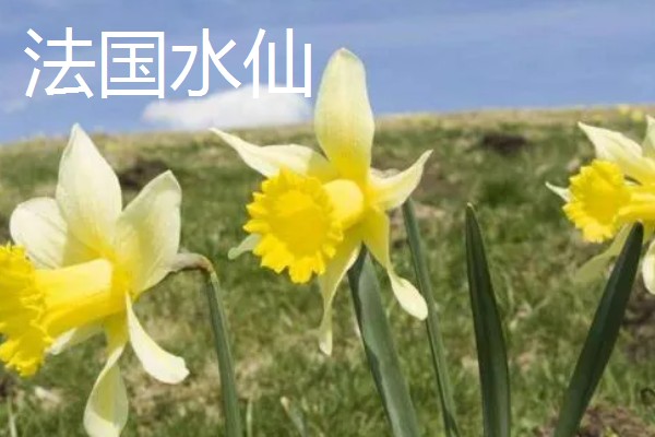 水仙花的花语，代表吉祥如意、思念想念等含义