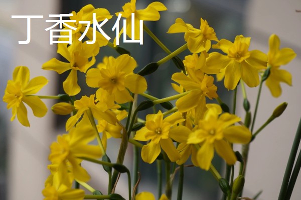 水仙花的花语，代表吉祥如意、思念想念等含义
