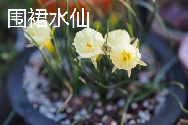 水仙花的花语，代表吉祥如意、思念想念等含义