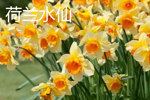 水仙花的花语，代表吉祥如意、思念想念等含义