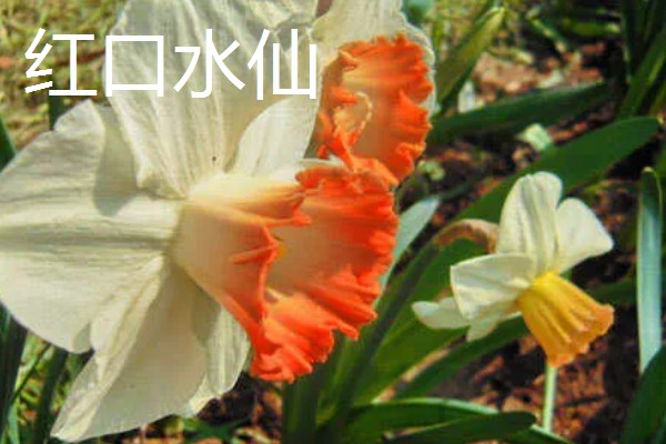 水仙花的花语，代表吉祥如意、思念想念等含义