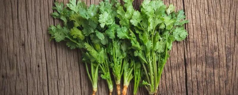 为什么栽香菜根不能活，可能是根系受损严重