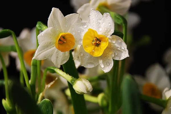 水仙花的花语，代表吉祥如意、思念想念等含义