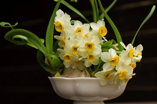 水仙花的花语，代表吉祥如意、思念想念等含义