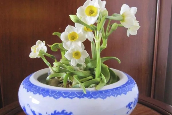 水仙花的花语，代表吉祥如意、思念想念等含义