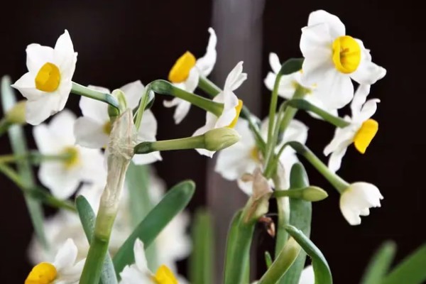 水仙花的花语，代表吉祥如意、思念想念等含义