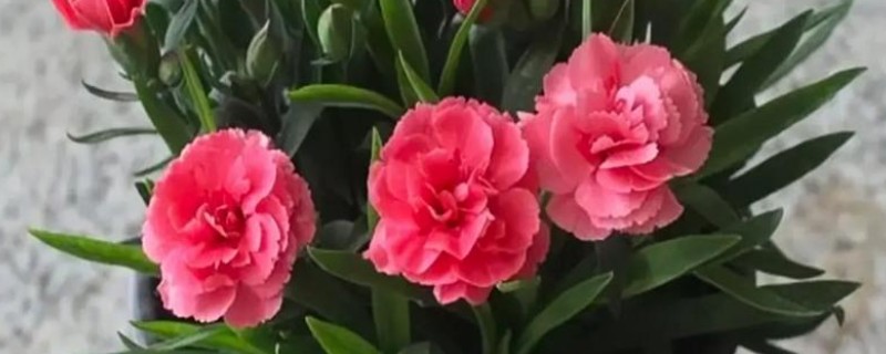 哪些花卉适合在母亲过生日时赠送，康乃馨、满天星等品种是不错的选择