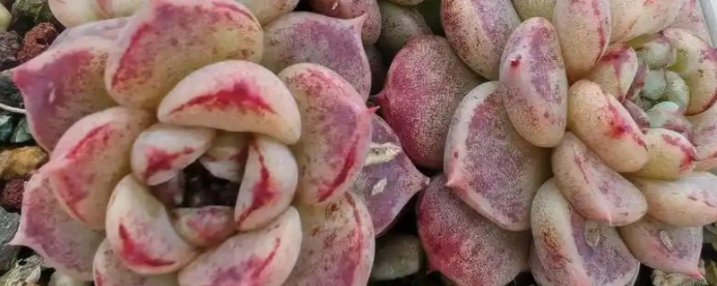 天鹅绒多肉怎么养殖，让土壤处于湿润状态