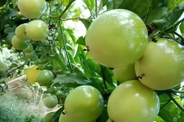 百香果怎么种植，每亩地栽培100-200株