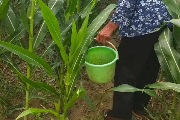 鉴别真假缓控释肥的方法,外膜一般有颜色而且在水中不会掉色