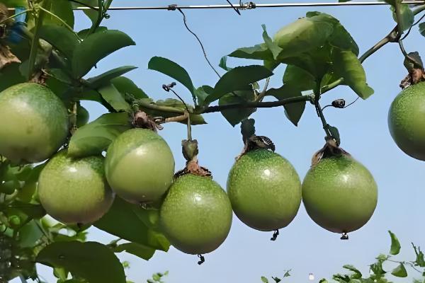 百香果怎么种植，每亩地栽培100-200株