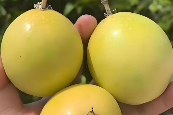 百香果怎么种植，每亩地栽培100-200株