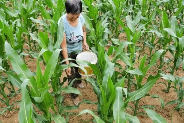 鉴别真假缓控释肥的方法,外膜一般有颜色而且在水中不会掉色