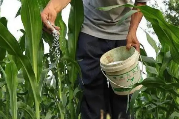 鉴别真假缓控释肥的方法,外膜一般有颜色而且在水中不会掉色