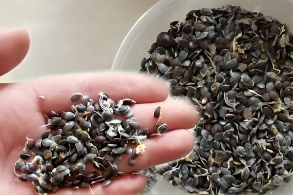 百香果怎么种植，每亩地栽培100-200株