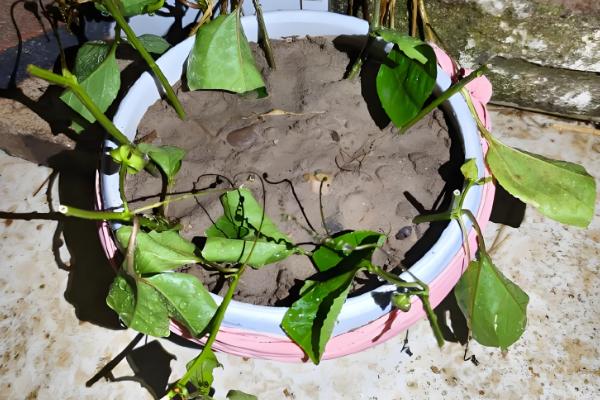 百香果怎么种植，每亩地栽培100-200株