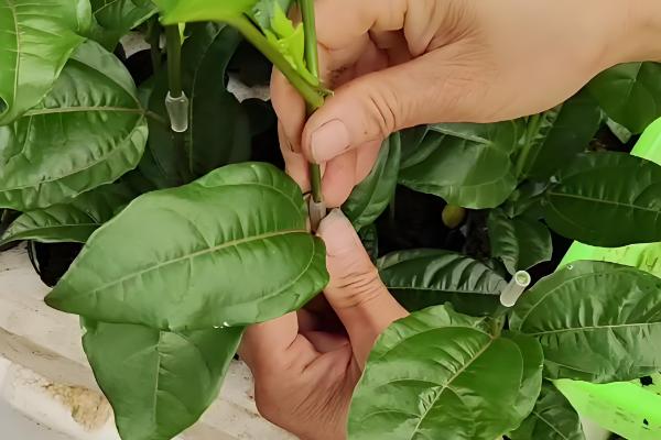 百香果怎么种植，每亩地栽培100-200株