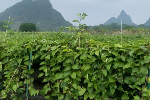 百香果怎么种植，每亩地栽培100-200株