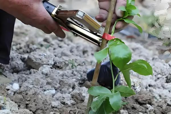 百香果怎么种植，每亩地栽培100-200株