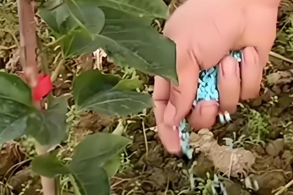 百香果怎么种植，每亩地栽培100-200株