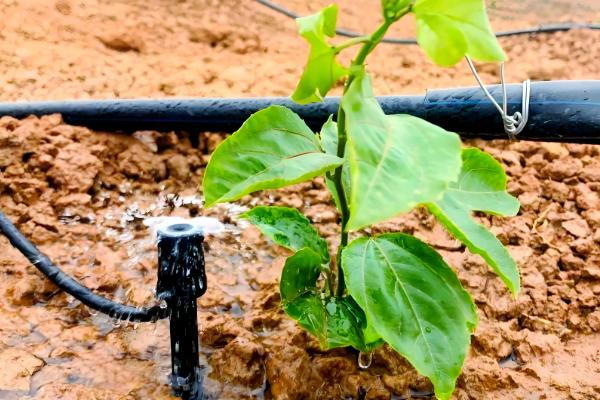 百香果怎么种植，每亩地栽培100-200株