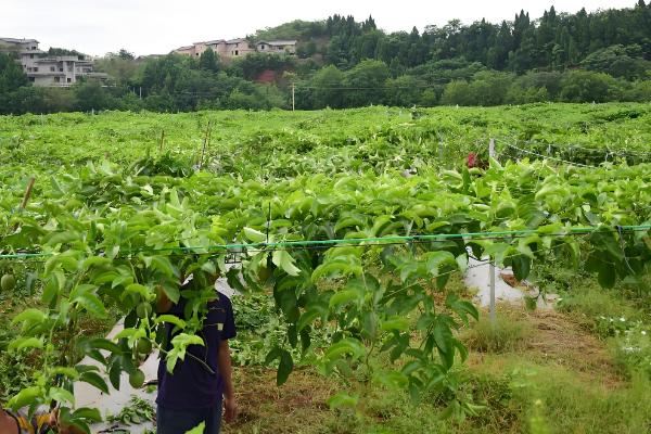 百香果怎么种植，每亩地栽培100-200株