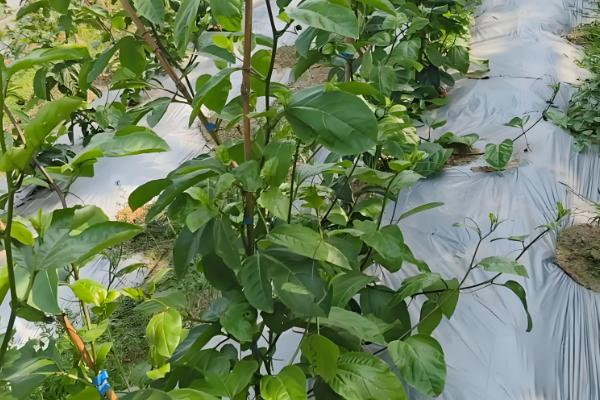 百香果怎么种植，每亩地栽培100-200株