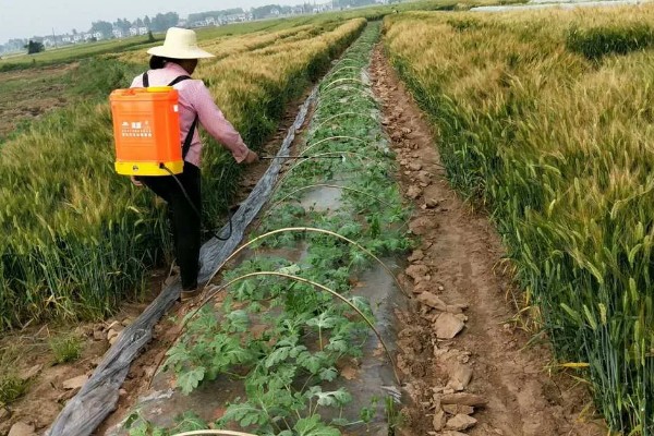 如何清除蔬菜上面的残留农药，以下6种方式均有效果