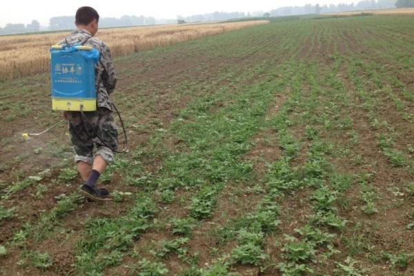 如何清除蔬菜上面的残留农药，以下6种方式均有效果