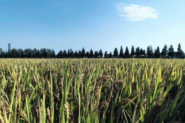 水稻什么时候种植，早到可在3月底4月初播种