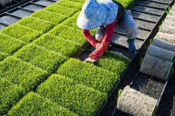 水稻什么时候种植，早到可在3月底4月初播种