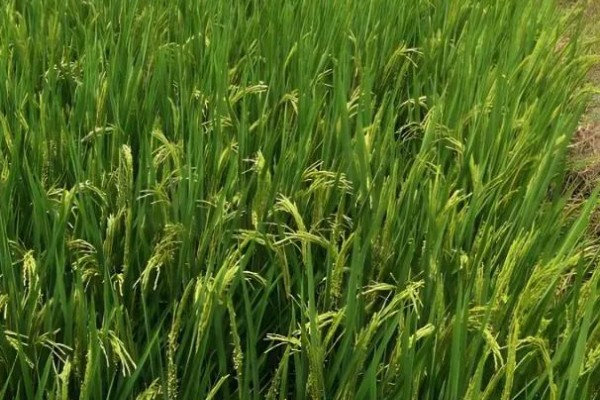 水稻什么时候种植，早到可在3月底4月初播种