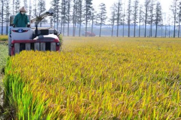 水稻什么时候种植，早到可在3月底4月初播种