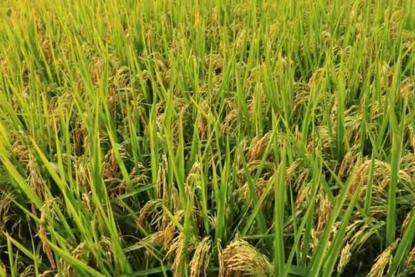 水稻什么时候种植，早到可在3月底4月初播种