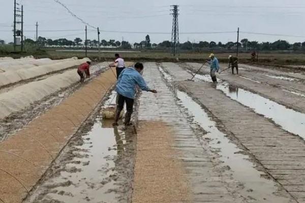 水稻什么时候种植，早到可在3月底4月初播种