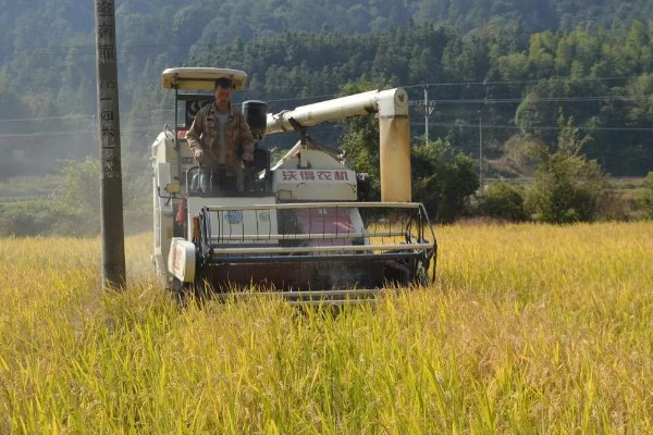 水稻什么时候种植，早到可在3月底4月初播种