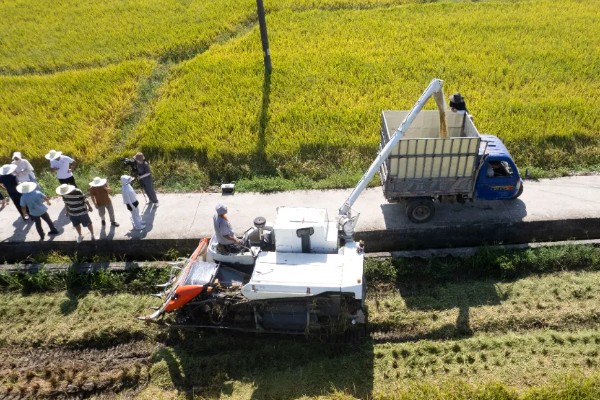 水稻什么时候种植，早到可在3月底4月初播种