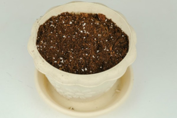 钓钟柳的栽培方法，以扦插、播种、分株为主