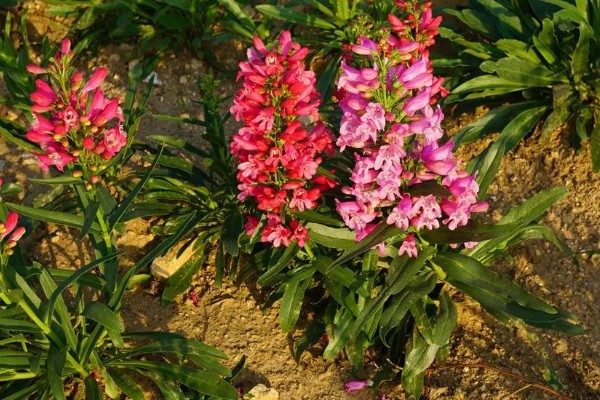 钓钟柳的栽培方法，以扦插、播种、分株为主