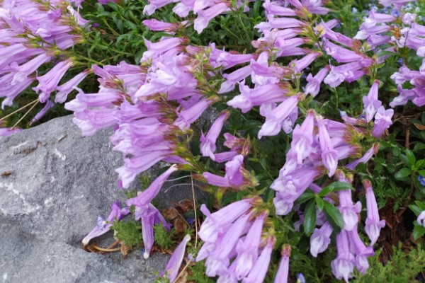 钓钟柳的栽培方法，以扦插、播种、分株为主