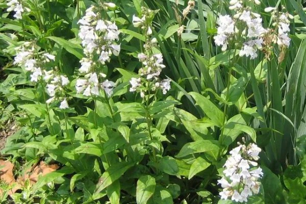 钓钟柳的栽培方法，以扦插、播种、分株为主