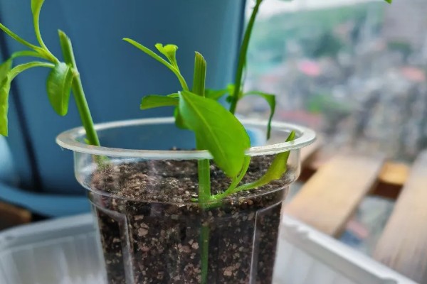 钓钟柳的栽培方法，以扦插、播种、分株为主