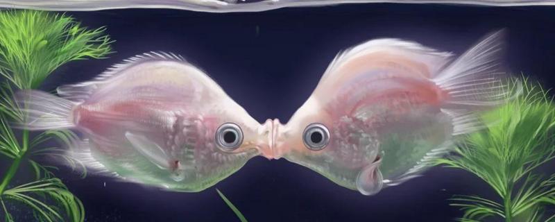 接吻鱼能和斑马鱼混养吗，可以和斑马鱼混养